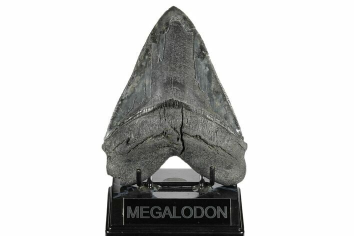 Bargain, Fossil Megalodon Tooth - Serrated Blade #180958